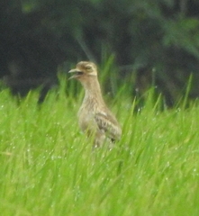 Burhinus indicus