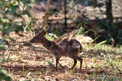 Nesotragus moschatus