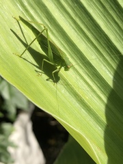 Phaneroptera falcata