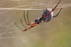 Trichonephila edulis