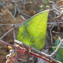 Bossiaeeae