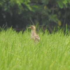 Burhinus indicus