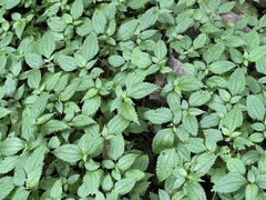 Lecanthus peduncularis