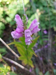 Physostegia virginiana