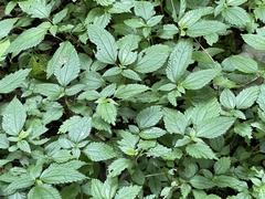 Lecanthus peduncularis