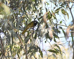 Nesoptilotis leucotis