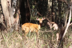 Tragelaphus sylvaticus