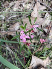 Cyanothamnus polygalifolius