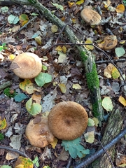 Paxillus