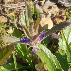 Ajuga australis