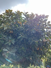 Ficus elastica