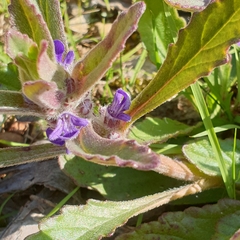Ajuga australis
