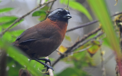 Oreothraupis arremonops