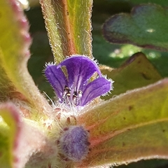 Ajuga australis