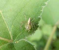 Oxyopes sertatus