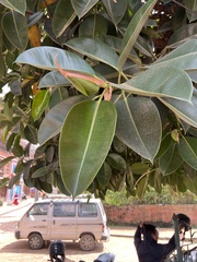 Ficus elastica