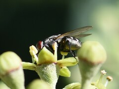 Musca autumnalis