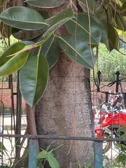 Ficus elastica