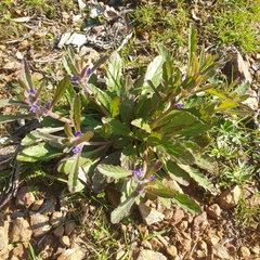Ajuga australis