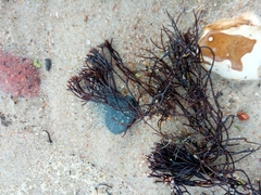 Furcellaria lumbricalis