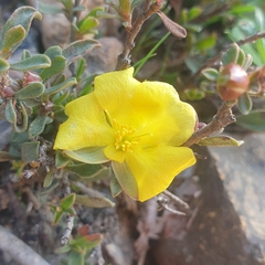 Hibbertia obtusifolia