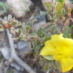 Hibbertia obtusifolia