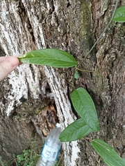 Passiflora pallida