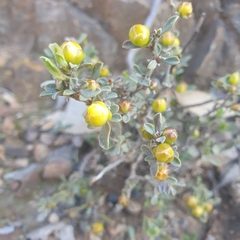 Hibbertia obtusifolia