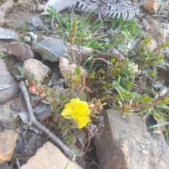Hibbertia obtusifolia