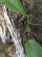 Passiflora pallida