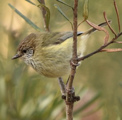 Acanthiza lineata