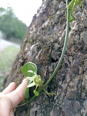 Passiflora pallida