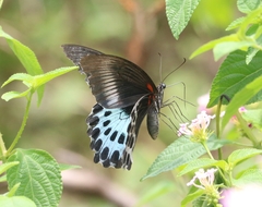 Papilio polymnestor