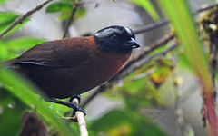 Oreothraupis arremonops