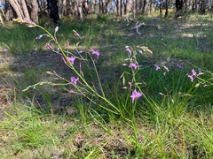 Arthropodium strictum