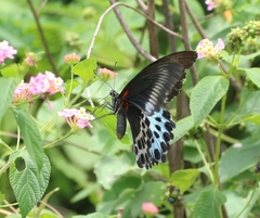 Papilio polymnestor