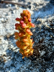 Disa pygmaea