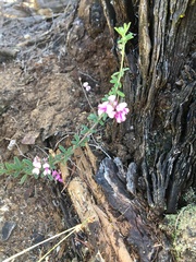 Indigofera filiformis