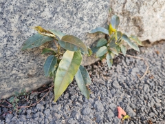 Ficus virens