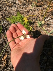 Moraea tricuspidata