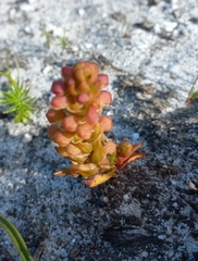 Disa pygmaea