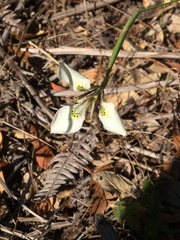 Moraea tricuspidata