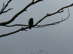 Eurystomus orientalis