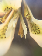 Moraea tricuspidata