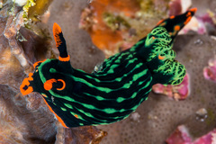 Nembrotha kubaryana