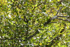 Phylloscopus