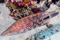 Oxycheilinus celebicus