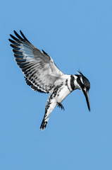 Ceryle rudis rudis