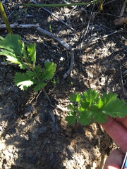 Pelargonium radulifolium