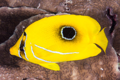 Chaetodon bennetti